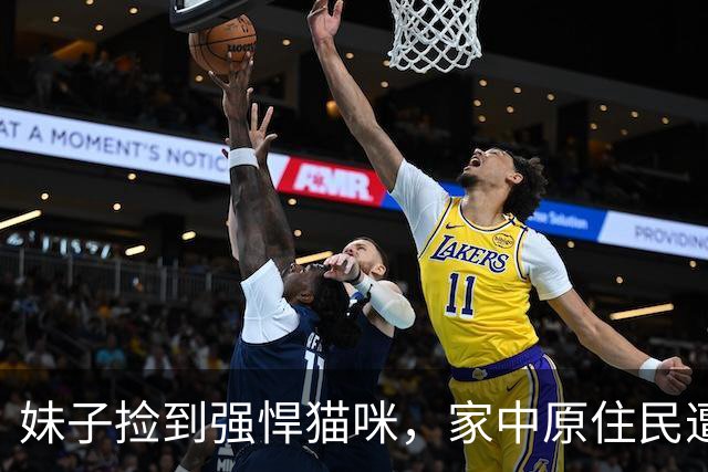 妹子捡到强悍猫咪，家中原住民遭受“袭击”！